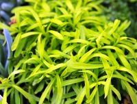 Bright golden yellow foliage and white flowers.